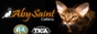 AbySaint Cattery - Abyssinian cats at Colombia